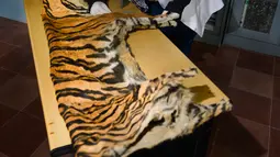 Petugas konservasi satwa liar memeriksa kulit harimau Sumatra yang disita dari seorang pemburu di Banda Aceh, Aceh, Rabu (12/12). Kuit harimau itu hasil sitaan dari pemburu yang mencoba menjual tubuh satwa terancam punah itu. (CHAIDEER MAHYUDDIN/AFP)