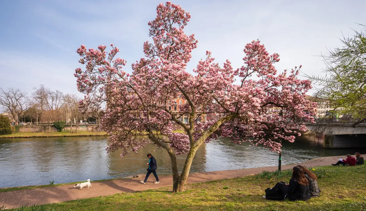 Seorang pria berjalan melewati pohon magnolia yang sedang mekar di tepi Sungai Ill, Strasbourg, Prancis, 21 Maret 2022. Magnolia adalah salah satu marga tumbuhan berbunga yang dikenal luas karena bunganya indah dan menyebarkan aroma harum. (PATRICK HERTZOG/AFP)