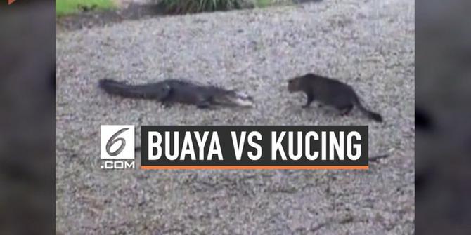VIDEO: Kucing Rumahan Berhasil Bikin Buaya Lari Ketakutan