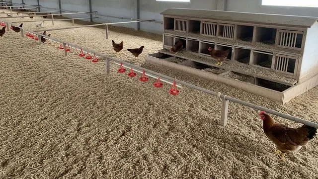 desain kandang ayam dengan zona khusus bertelur lebih nyaman
