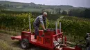 Seorang petani membawa anggur Nebbiolo yang digunakan untuk membuat wine Barolo selama panen di Laghe Country side dekat Turin, Italia (14/9/2019). Barolo harus berusia paling tidak 38 bulan setelah panen sebelum dilepaskan, dan setidaknya 18 bulan harus di dalam kayu. (AFP Photo/Marco Bertorello)