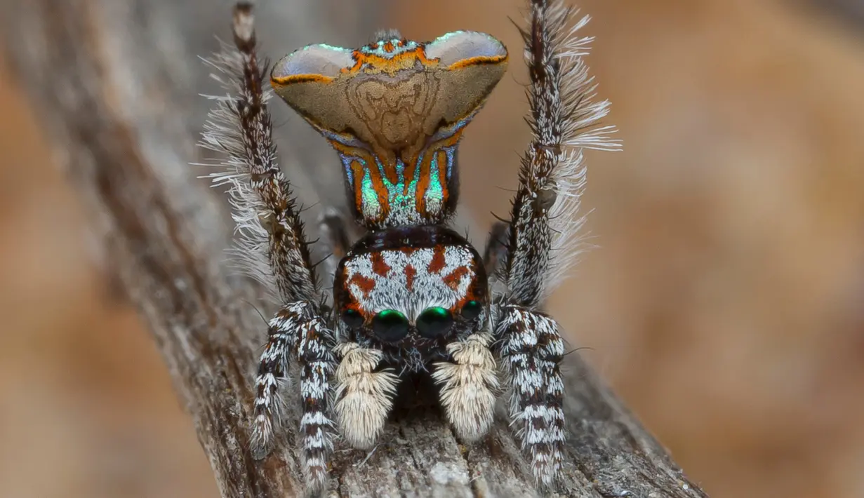 Mempunyai nama latin Maratus Vultus, Laba-laba ini bisa mengeluarkan corak warna indah dari perutnya untuk menarik perhatian betina. (Reuters/Jurgen Otto)
