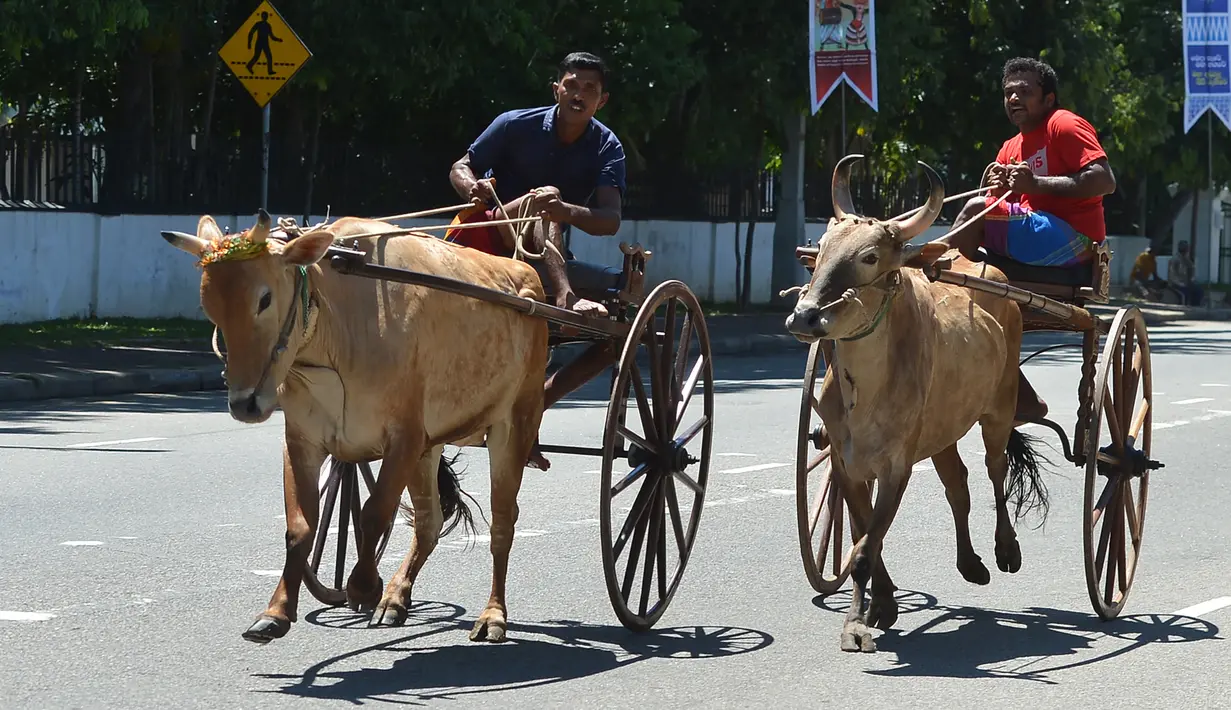 Peserta mengikuti lomba balap kereta sapi selama festival tradisional menjelang perayaan Tahun Baru Hindu, Sinhala dan Tamil di Kolombo, Sri Lanka, Minggu (1/4). Tahun baru mayoritas Sinhala dan Tamil jatuh pada 14 April.  (LAKRUWAN WANNIARACHCHI/AFP)