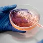 Teh krisan mengandung antibakteri serta antimikroba yang dapat menghambat pertumbuhan dan perkembangan bakteri-bakteri serta mikroorganisme dalam tubuh. (Foto: Pexels.com/Edward Jenner)