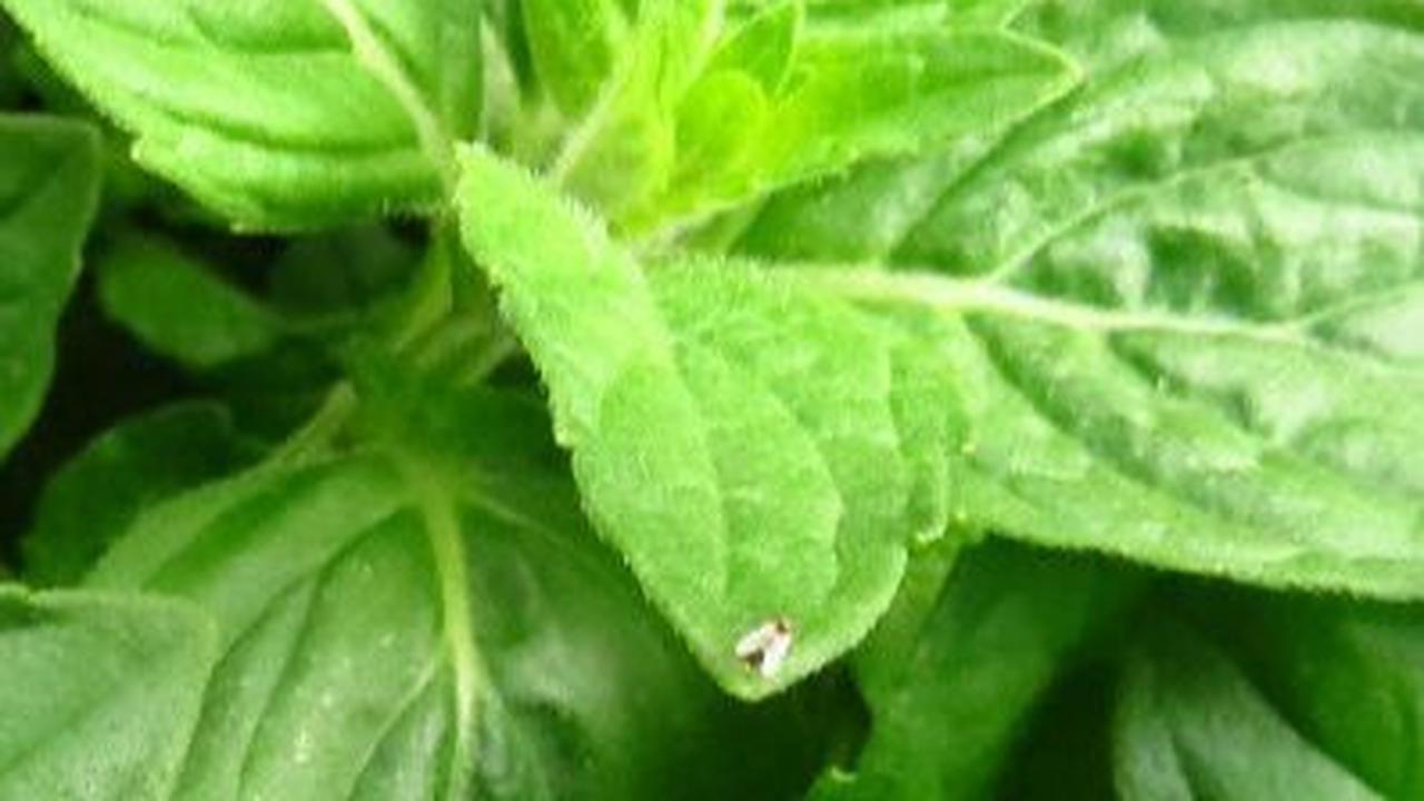 Pastikan Anda tidak memiliki alergi pada daun-daun ini sebelum dikonsumsi dan perlu diingat segala yang berlebihan tidak akan baik hasilnya. Jadi, konsumsi air dari daun-daun ini dengan kadar normal dan sabar untuk merasakan hasilnya. Semoga Anda tetap se