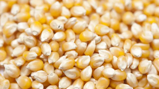 Bibit jagung