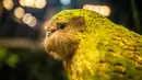 Burung Kakapo bernama Sirocco dipamerkan di cagar alam Orokonui Ecosanctuary di Dunedin, Selandia Baru, 13 September 2018. Tahun ini, burung khas Selandia Baru yang sangat langka itu memenangkan penghargaan Burung Selandia Baru Terbaik Tahun Ini. (New Zealand Bird of the Year). (Xinhua/Yang Liu)