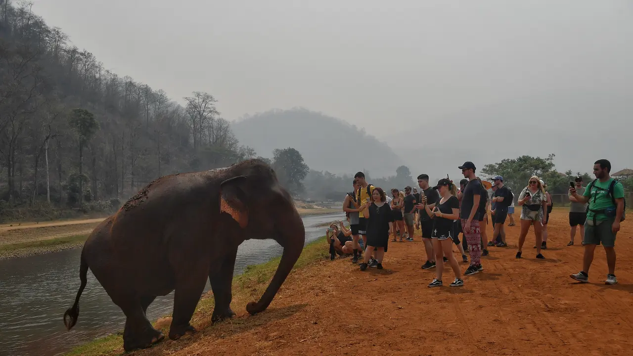 Thailand Tutup Akses bagi Turis, Ribuan Gajah Terancam Kelaparan