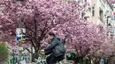Seorang pria bersepeda sebuah jalan yang dipenuhi dengan bunga sakura yang mekar di kota Berlin, Jerman pada 23 April 2019. Pohon sakura di Jerman memang lazim ditanam di ruang-ruang terbuka hijau, selain sebagai peneduh juga untuk mempercantik kota. (John MACDOUGALL / AFP)