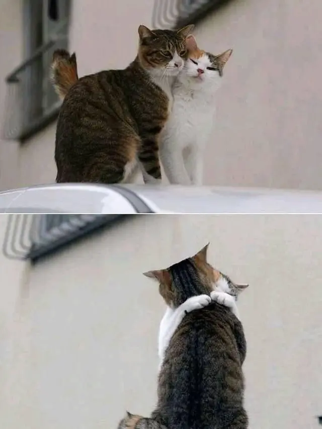10 Potret Kocak Kucing Bucin sama Pasangannya Ini Bikin Iri