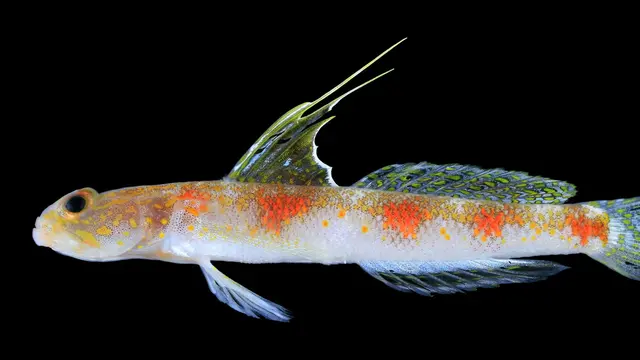 Spesies Baru Ikan Gobi