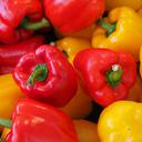 Cara Menanam Paprika untuk Solusi Berkebun Praktis di Rumah