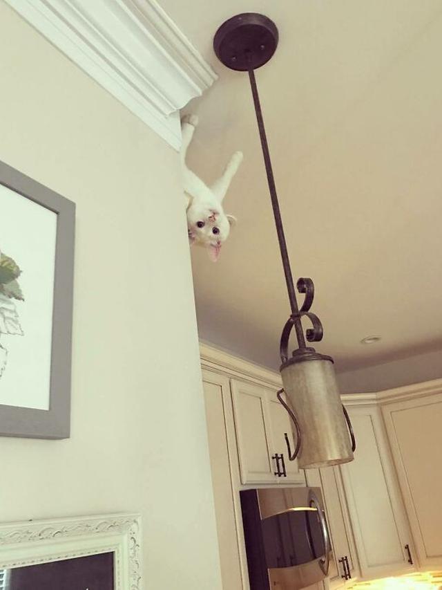 7 Potret Kucing Terjebak di Langit-Langit Rumah Ini Ekspresinya Bikin Kasihan