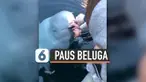 Seekor paus jenis Beluga melakukan hal yang tak terduga. Ia membawa ponsel seorang wanita yang terjatuh di dalam laut.