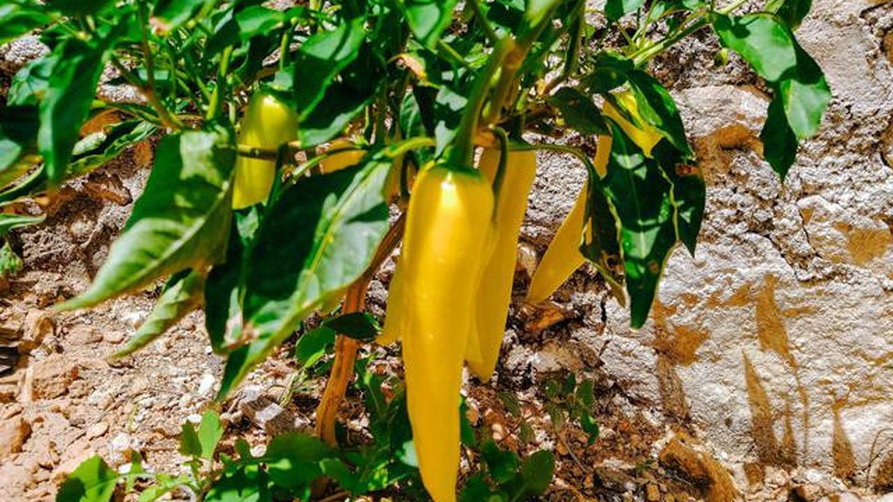 6 Tips agar Tanaman Cabai Terus Tumbuh Subur setelah Panen Pertama