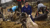 UGM Kembangkan Domba Sehat di Bantul