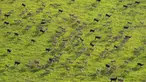 Antelope berlari saat mereka bermigrasi melalui taman nasional dan sekitarnya di Sudan Selatan, Selasa, 18 Juni 2024. (AP Photo/Brian Inganga)