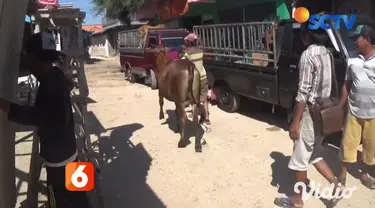 Permintaan sapi asal Sumenep yang dikenal berkualitas, terus meningkat. Bahkan, karena tak ada dermaga khusus, sapi yang dibawa dari daerah kepulauan, harus dilempar pedagang ke laut dan berenang hingga ke daratan, untuk selanjutnya diantar melalui j...