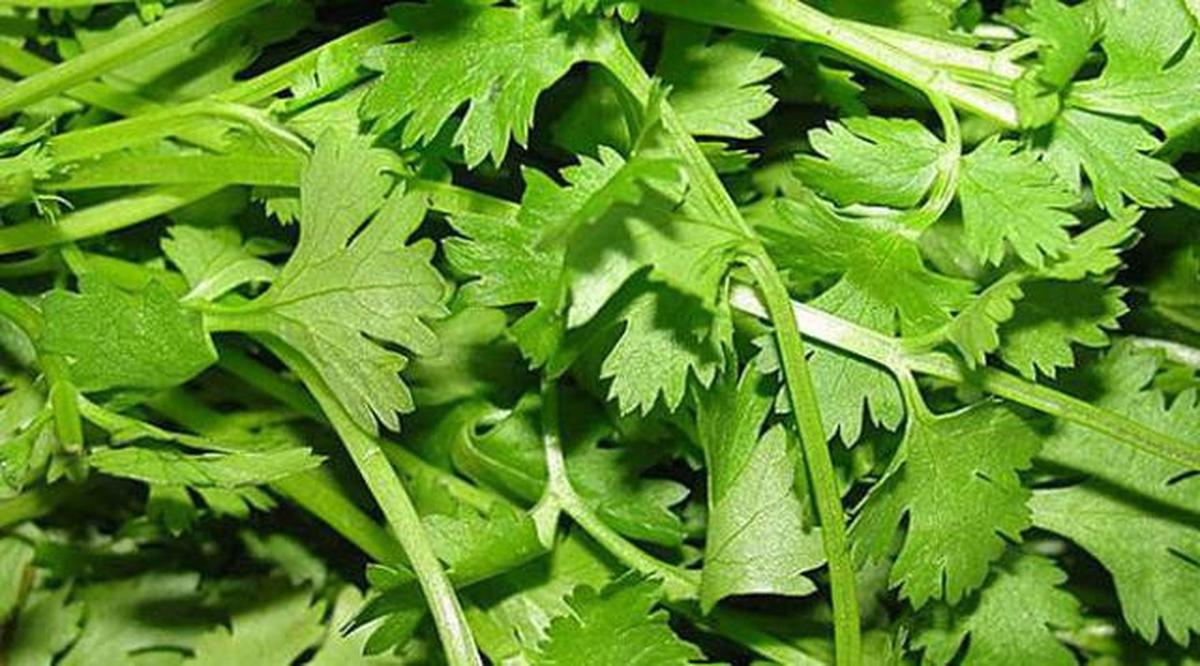 7 Jenis Tanaman Dapur yang Bisa Ditanam di Pot Gantung, Praktis dan Estetis