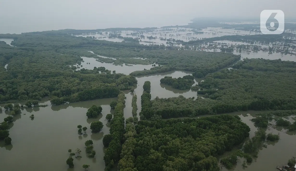 Foto udara banjir rob yang menggenangi rumah dan tambak warga di Desa Pantai Mekar, Muaragembong, Kabupaten Bekasi, Jawa Barat, Senin (6/12/2021). Banjir rob telah menggenangi wilayah tersebut selama empat hari akibat kenaikan permukaan air laut. (Liputan6.com/Herman Zakharia)