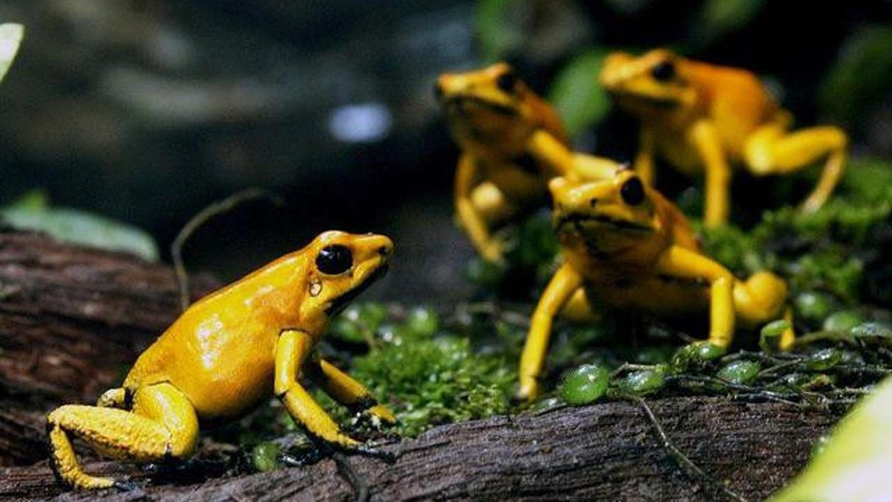 8 Tips agar Kolam Ikan Tidak Didatangi Katak yang Mengganggu, Mudah dan Efektif