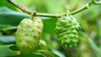 buah mengkudu (credit: Pinterest/Falih Media)