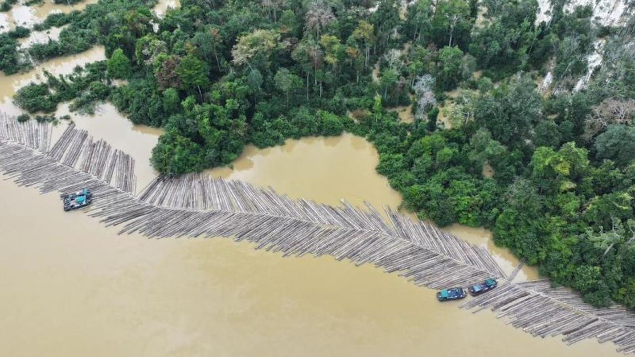 Kementerian Kehutanan Periksa Legalitas 1.085 Batang Kayu Bulat di Sungai Kapuas: Penegakan Hukum Terus Berjalan