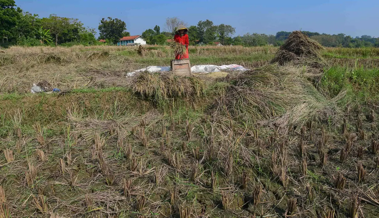 Petani memanen padi di lahan yang mengalami gagal panen di Desa Weninggalih, Kecamatan Jonggol, Kabupaten Bogor, Minggu (5/7/2026). (Merdeka.com/ Arie Basuki)