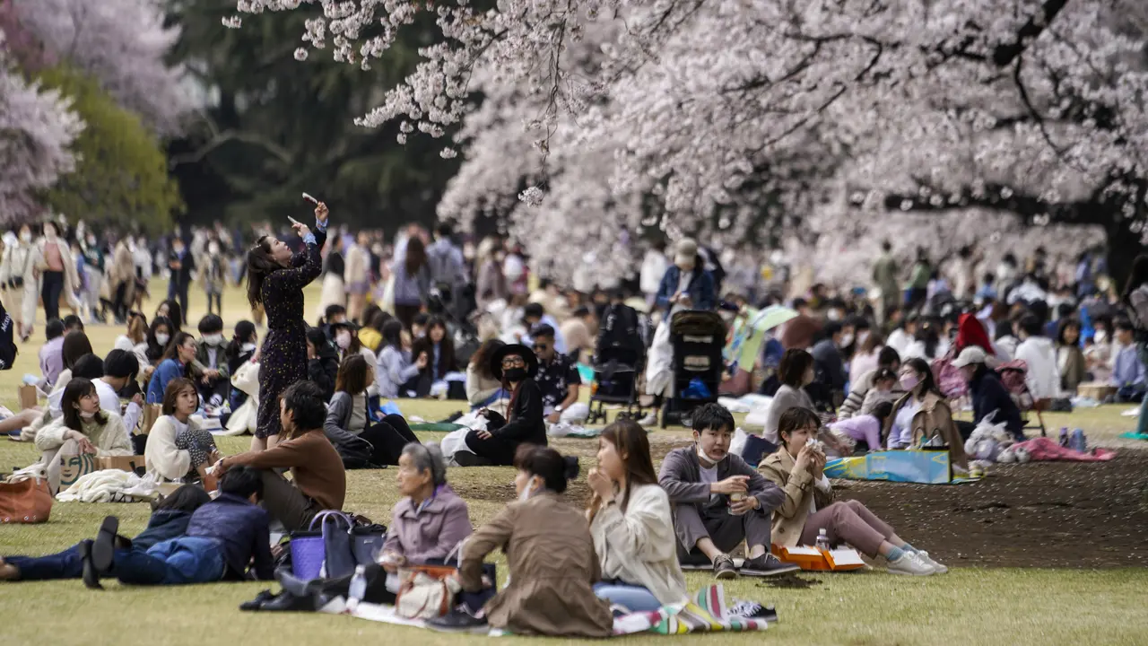 Jepang Nikmati Musim Bunga Sakura di tengah Kekhawatiran COVID-19