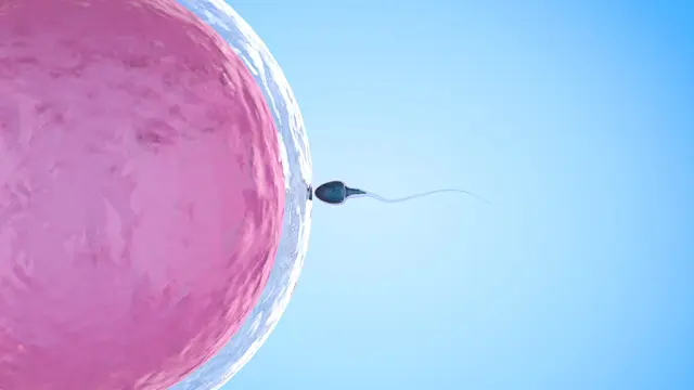 Keturunan, kesuburan dan pembuahan (iStockphoto)