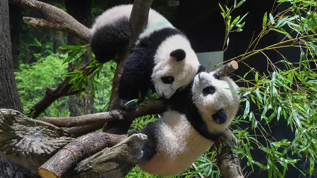 Panda kembar lahir di kebun binatang Tokyo membuat debut publik