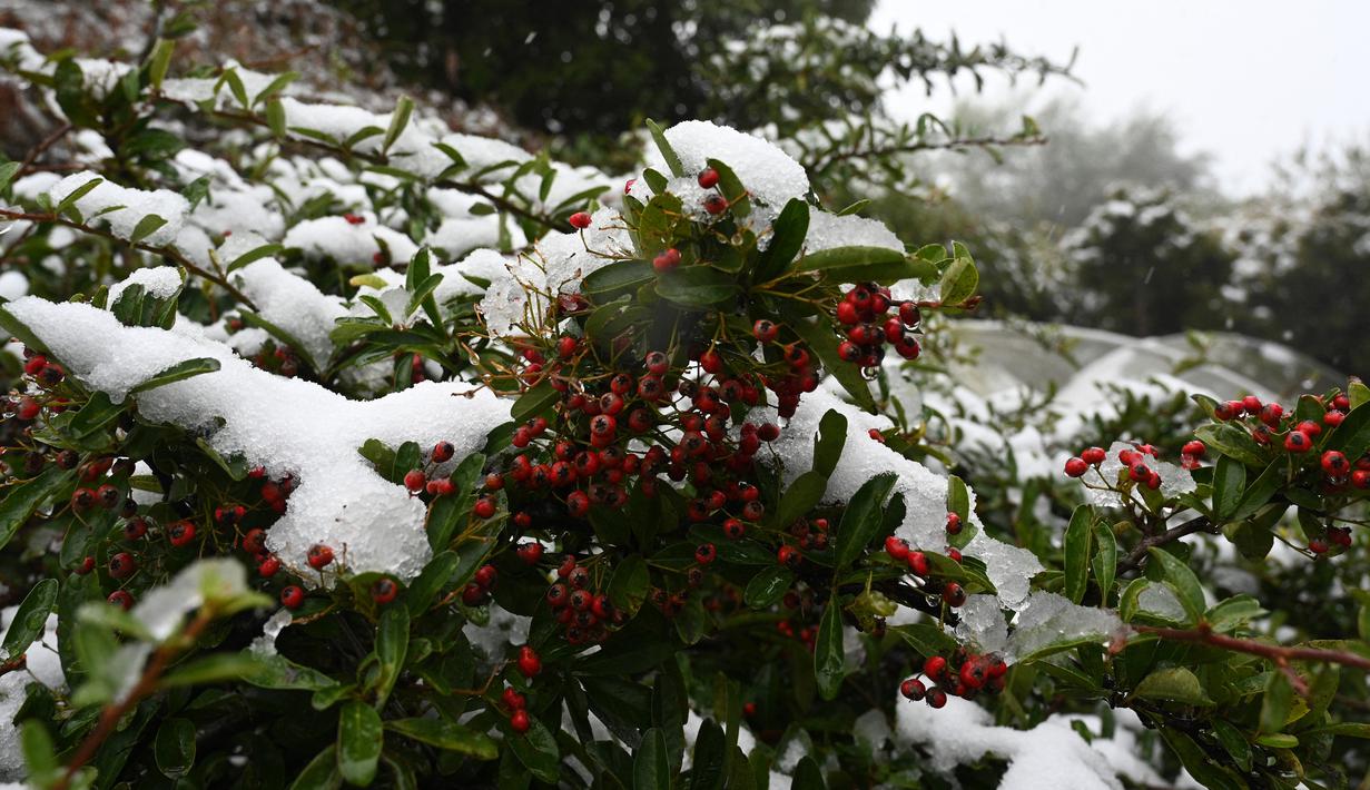 Salju segar menutupi pohon selama hujan salju pertama di Katoomba di pegunungan Blue Mountains, Kamis (10/6/2021). Blue Mountains merupakan wilayah taman nasional di New South Wales dengan kondisi geografisnya terdiri dari pegunungan. (AFP/Saeed KHAN)