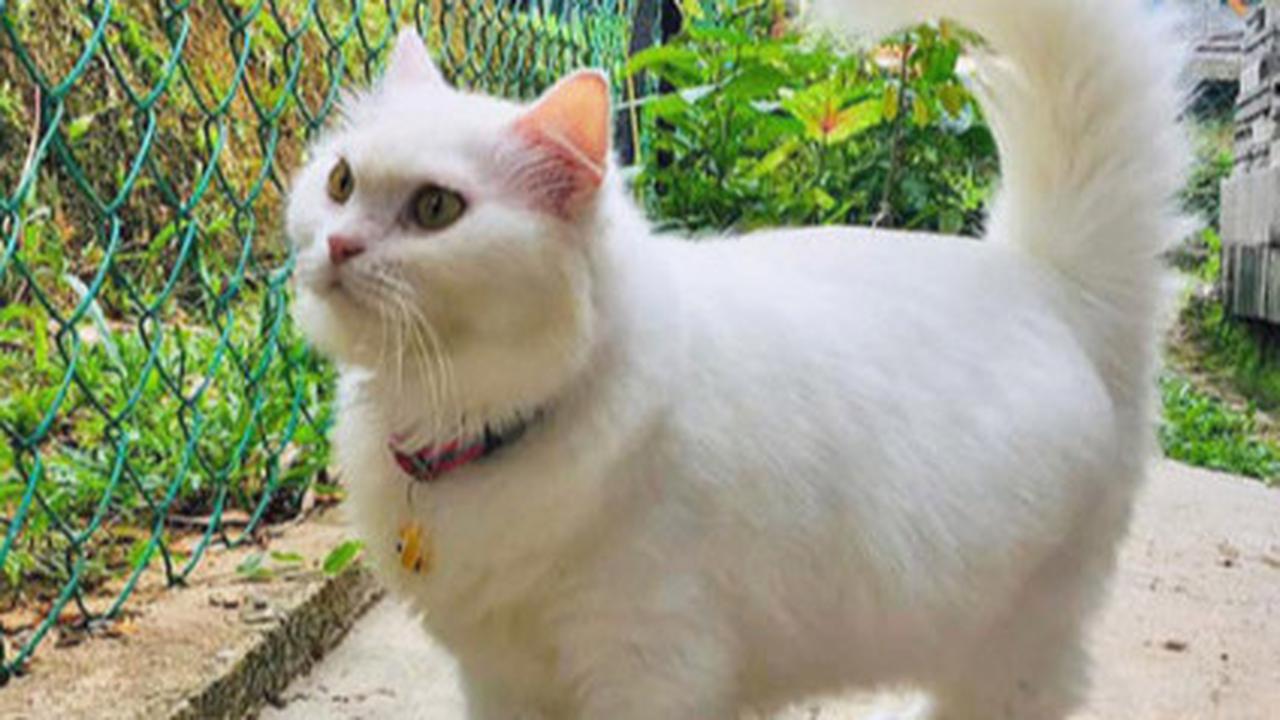 Cara Merawat Kucing Agar Tidak Mengganggu Tetangga, Begini Tipsnya Dijamin Berhasil