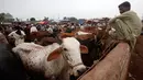 Seorang pedagang sapi menunggu pembeli hewan kurban di sebuah pasar hewan di Peshawar, Pakistan pada 2 Agustus 2019. Umat Islam di seluruh dunia akan merayakan Hari Raya Idul Adha yang identik dengan tradisi berkurban seperti kambing, domba, onta, sapi dan kerbau. (AP/Muhammad Sajjad)