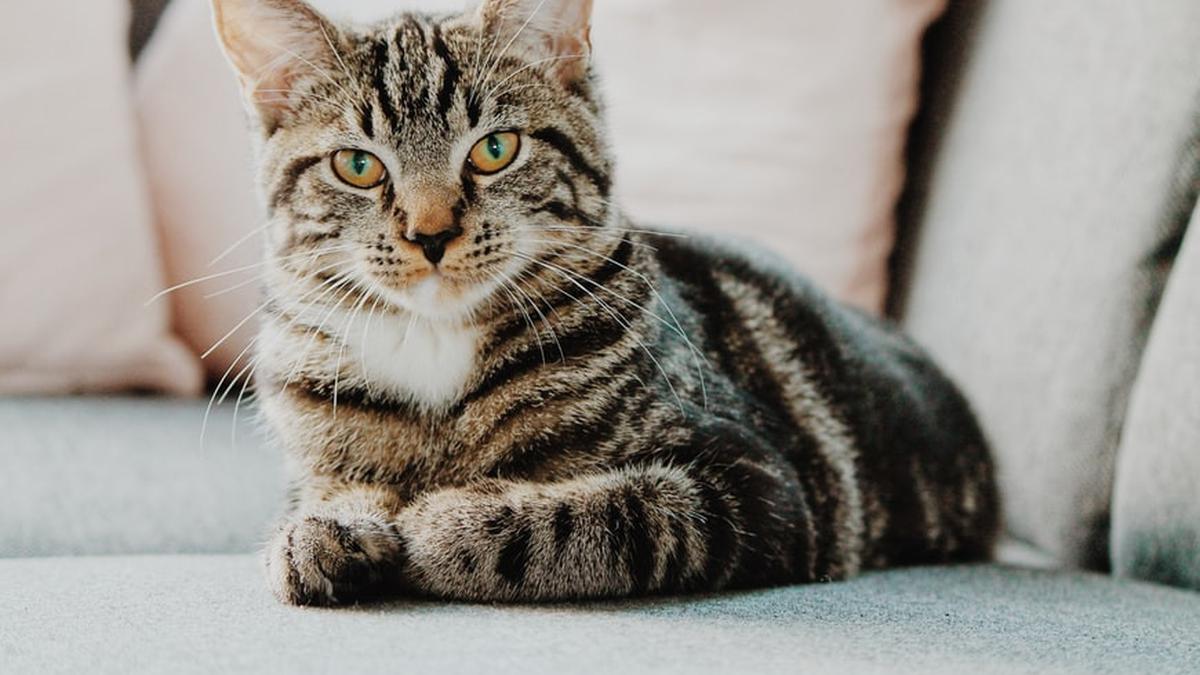 8 Bumbu Dapur untuk Mengusir Kucing dari Rumah tanpa Menyakiti