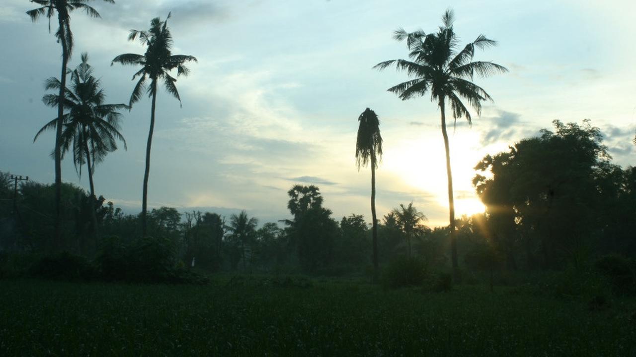 Menyesap Kopi Pagi dari Tengah Hamparan Hijau Sawah