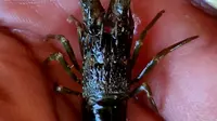 KKP berhasil membudidayakan lobster. (Dok KKP)