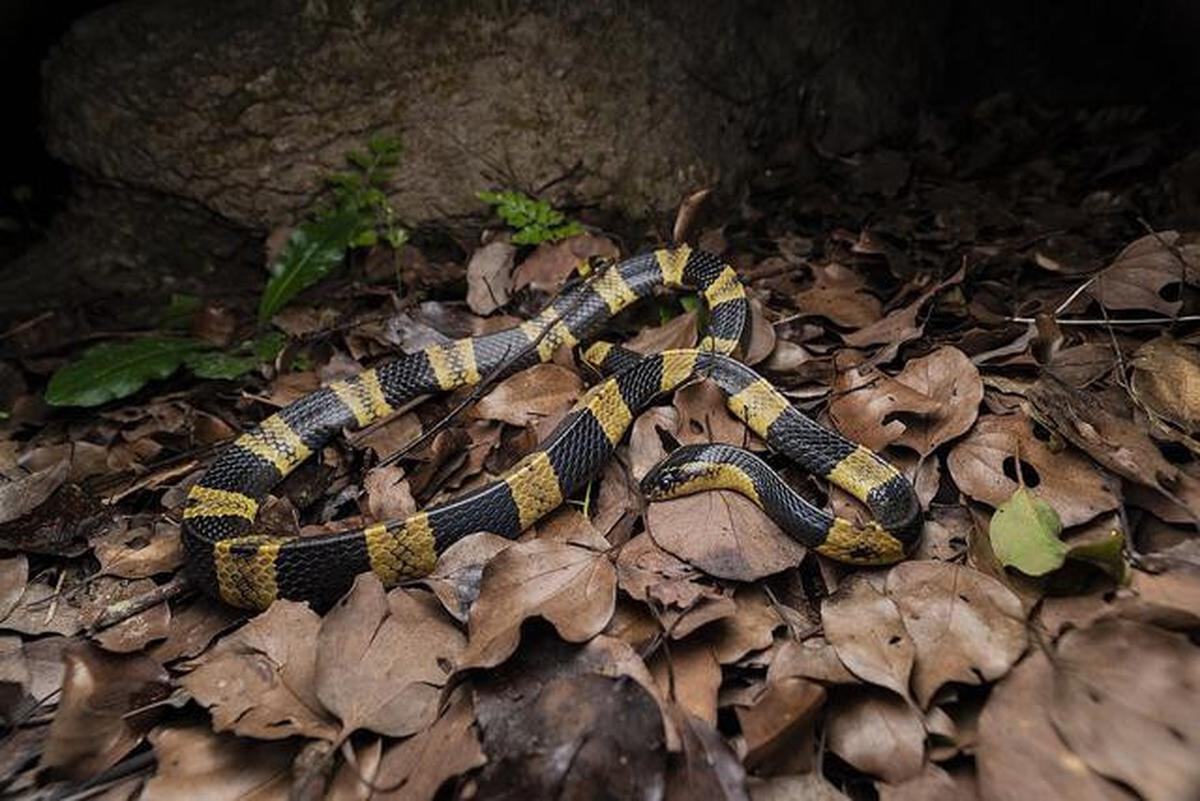 8 Jenis Ular yang Berkembang Biak di Area Berbatu, Pelajari Cara Pencegahannya
