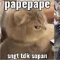 Meme kucing saat emosi (Sumber:X/pixieeid/Jualasmi_edwan09)