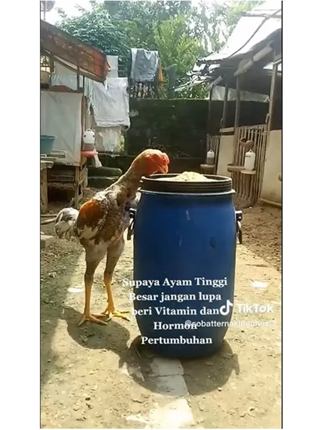 Ayam Ini Punya Kaki Tinggi yang Bikin Orang Takjub, Peternak Bocorkan Makanannya