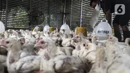 Harga Ayam Rp 40.000 per Kg di Pasar, Peternak: Ada Mata Rantai yang Harus Dibuka