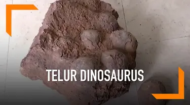 Empat mahasiswa menemukan batu aneh ketika berjalan-jalan di sebuah pedesaan di China. Batu itu dikonfirmasi sebagai fosil telur dinosaurus yang berasal dari Zaman Kapur akhir.