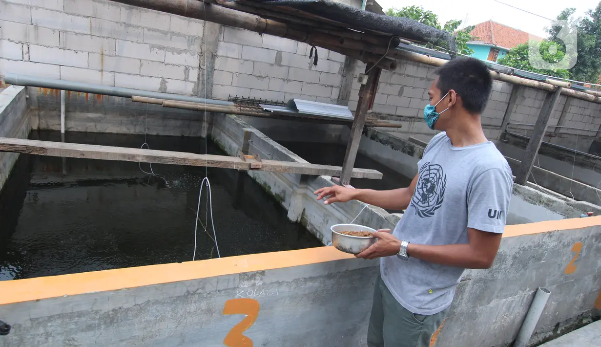 Seorang warga memberi pakan untuk ikan lele budidaya di Tangerang, Jumat (6/11/2020). Pemerintah setempat bersama warga memanfaatkan lahan untuk bubidaya ikan lele guna menggerakan ekonomi masyarakat di masa pandemi COVID-19. (Liputan6.com/Angga Yuniar)