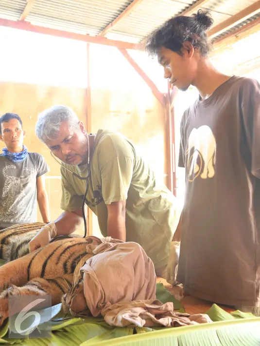 Drh. Anhar Lubis melakukan chek up pada Harimau Sumatera yang terluka akibat terjerat jebakan rusa yang dipasang oleh warga, Mandailing Natal, Sumut, Sabtu (28/11/2015). (Foto:Ori Kakigunung)