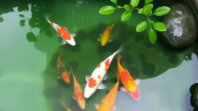 Kolam Ikan depan rumah