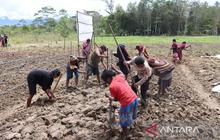 Fakta Unik: Polres Jayawijaya Genjot Swasembada Pangan Nasional di Papua Pegunungan Lewat Penanaman Jagung Keempat Kalinya