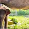 Anak gajah bernama Nona Seroja lahir di Taman Nasional Tesso Nilo, Riau pada Rabu, 10 Juni 2026. (Foto: tangkapan layar akun Polres Pelalawan @polres_pelalawan)