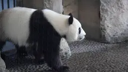 Panda betina Meng Meng berjalan dalam kandangnya di kebun binatang Zoologischer Garten, Berlin pada Rabu (14/8/2019). Meng Meng kini terlihat memiliki perut membuncit, bertambah berat badannya, terkesan lemah, dan mengalami perubahan hormon. (Tobias SCHWARZ / AFP)