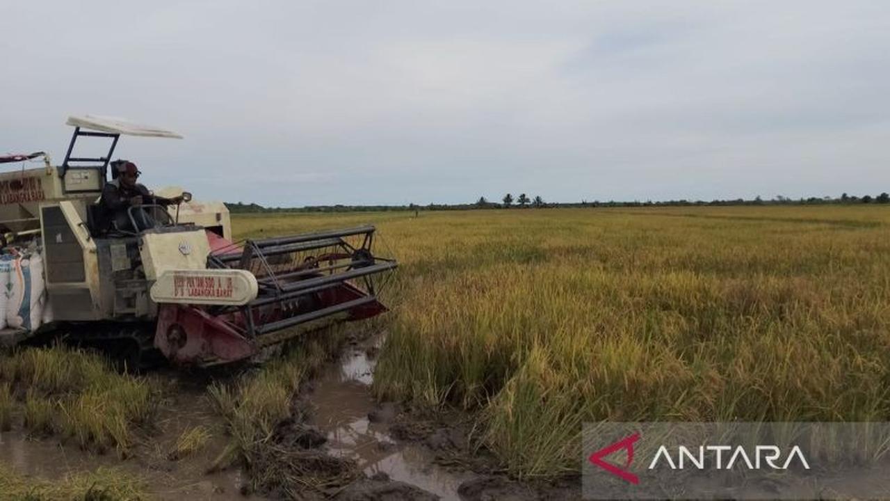 Bantuan Pupuk Petani Penajam Paser Utara: Perkuat Ketahanan Pangan dan Tekan Biaya Produksi