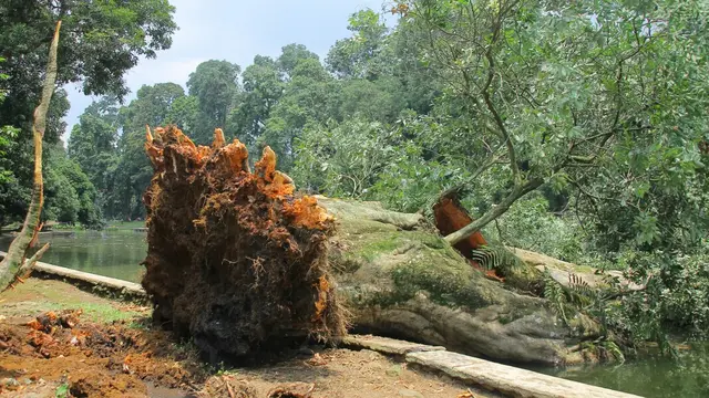 Pohon berusia ratusa tahun tumbang tak jauh dari Istana Bogor (Liputan6.com/Achmad Sudarno)